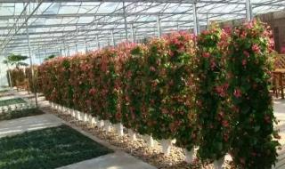 盆栽草莓种植方法 草莓的栽培方法